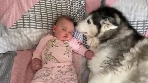 Baby Refuses To Go To Sleep Without Her Husky By Her Side!!😭. [CUTEST VIDEO EVER!!]