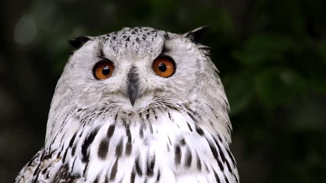 Animal owl