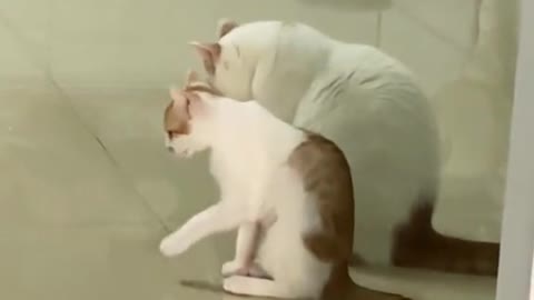 Cats funny video