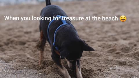 Looking for treasure