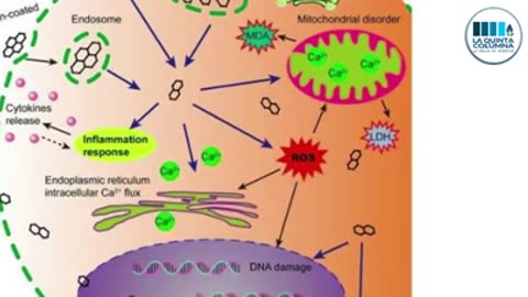 TODAS LAS VACUNAS LLEVAN GRAFENO Y NANOTECNOLOGIA