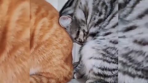 Exclusive treatment of unhappy, funny cat video