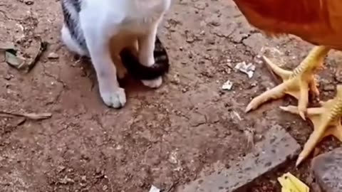 Cat vs Chickens