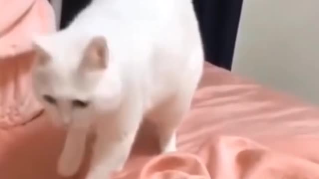 Cute Cat Dancing on DJ