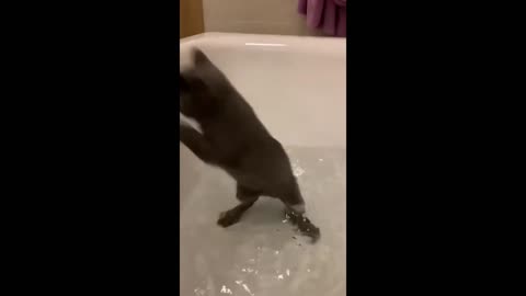 Funny Animal Videos 2022 😂 - Funniest Cats And Dogs Video 😺😍