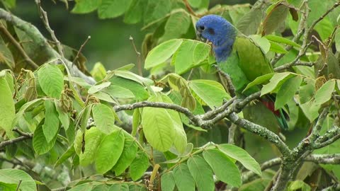 parrot 4