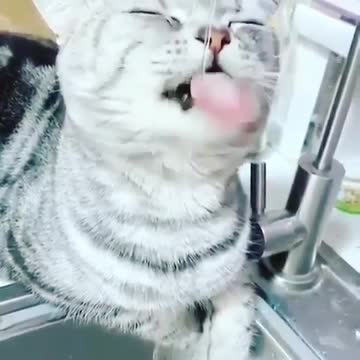 funny cat video 4