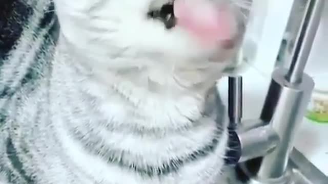 funny cat video 4