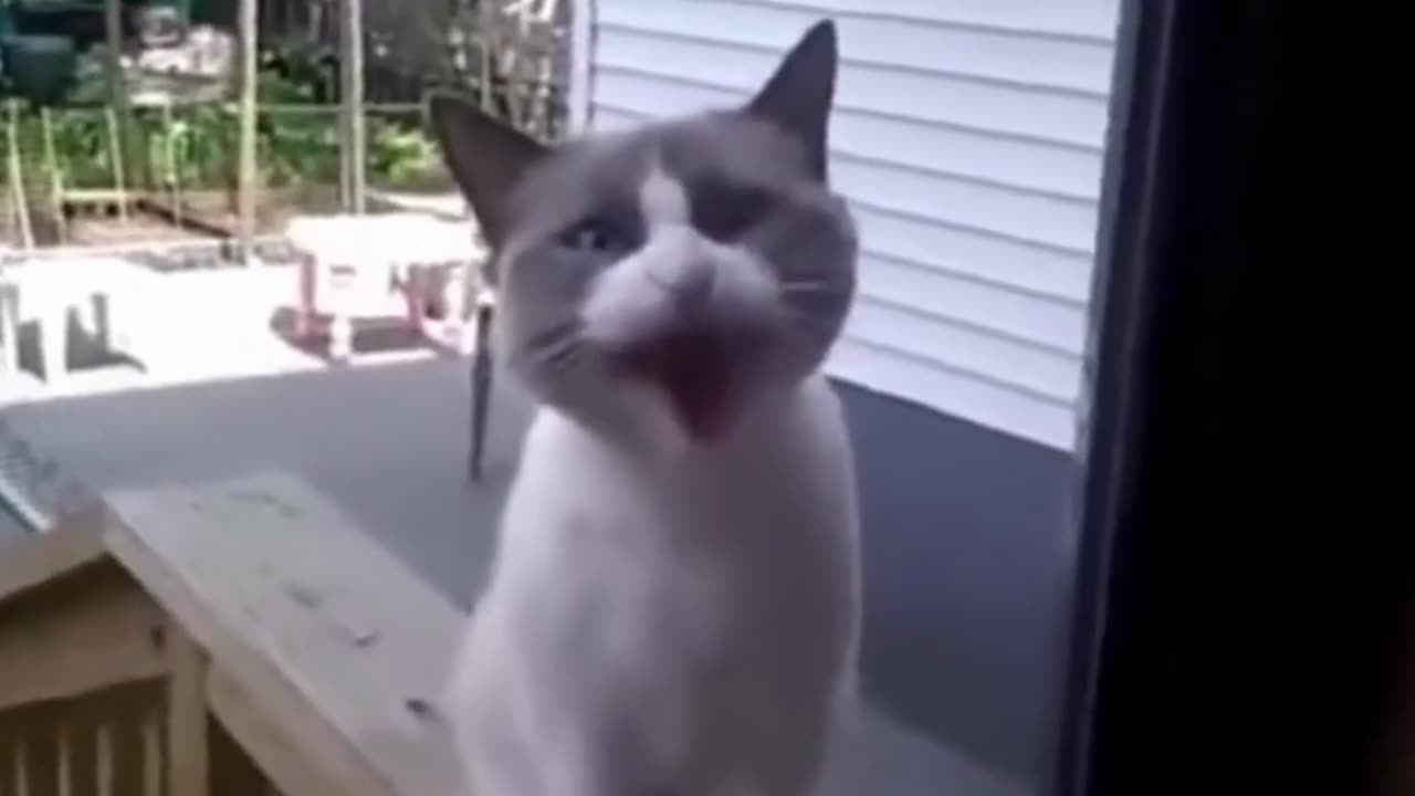 FUNNY CAT ASKS TO OPEN THE DOOR