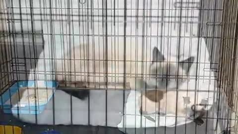 Cats. A touching video about cats who need a home.