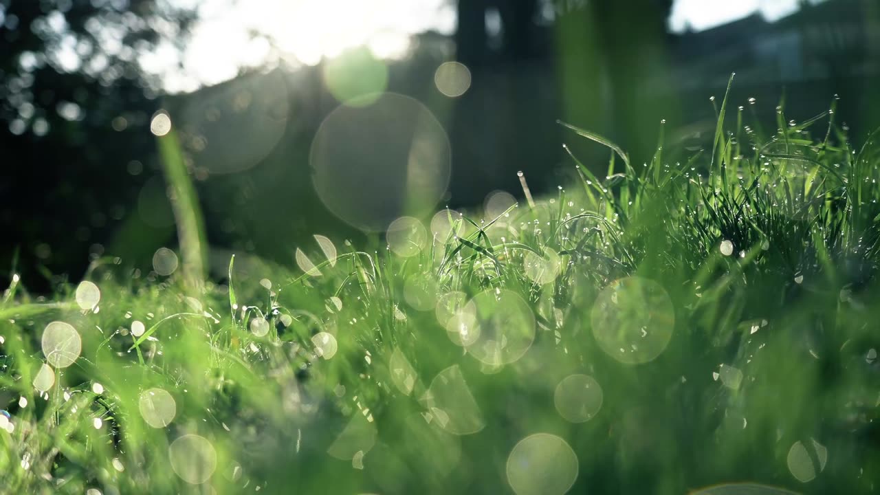 Grass view from the ground lvl