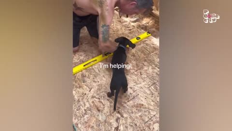 Funny Animals video compilation 2024