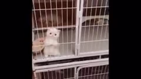 Funny Animals Compilation