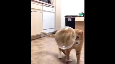 Cat funny videos🤣🤣