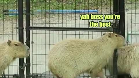 Capybaras up to no good