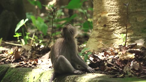 Cute Monkey chilling in the forest