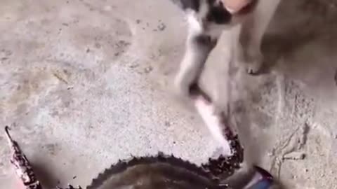 video funny crab & dog