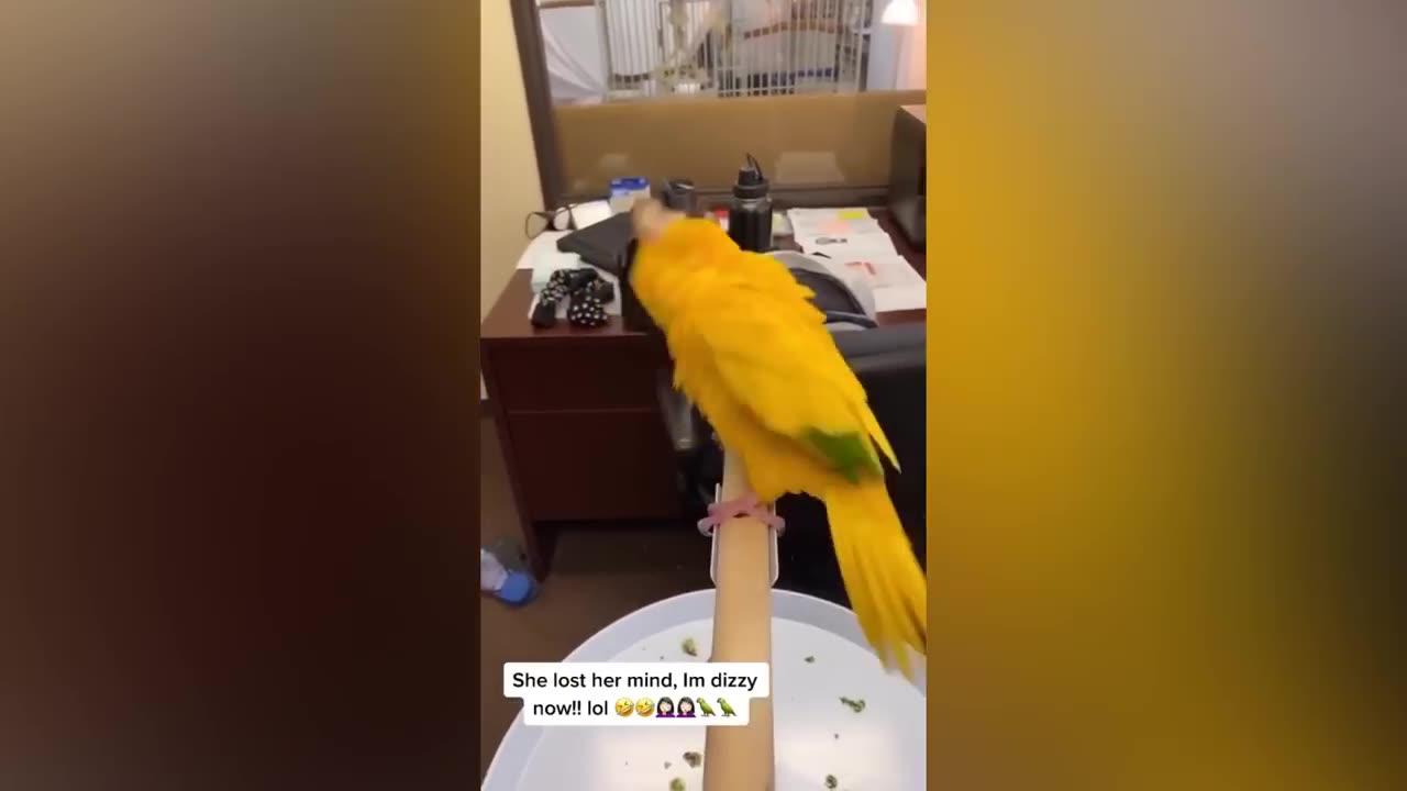 Smart and funny parrots try not to laugh 😂