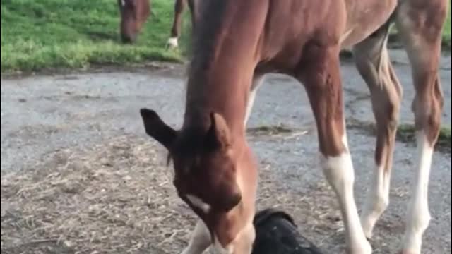 The horse was playing with a bucket and was hit on the head by it