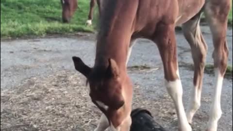 The horse was playing with a bucket and was hit on the head by it