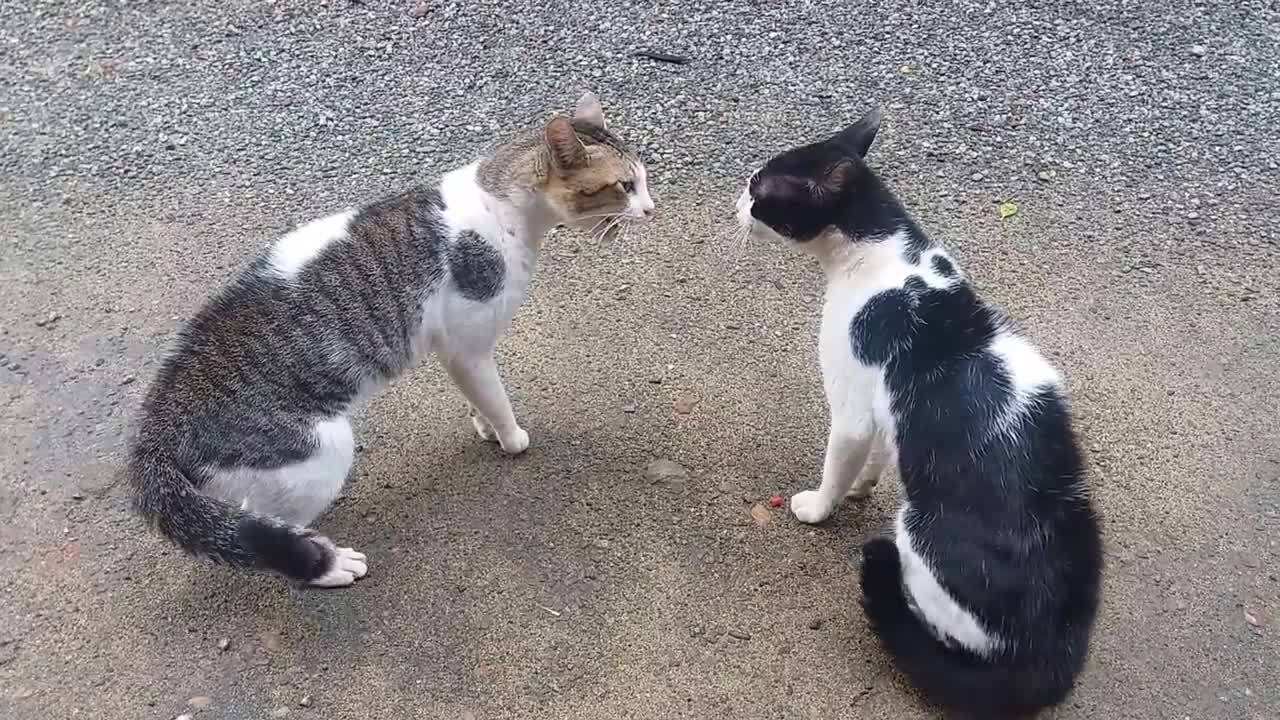 Cats Fighting with sound - Exclusive Video