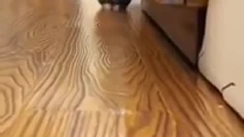 Cat 🐈 gaming