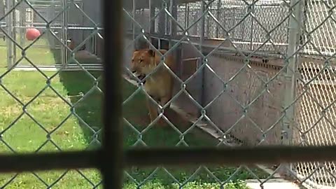Ever see a Liger?