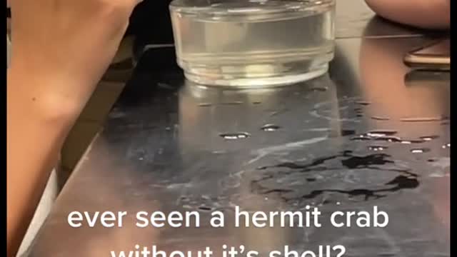 ever seen a hermit crab without it's shell?