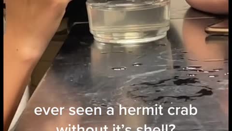 ever seen a hermit crab without it's shell?