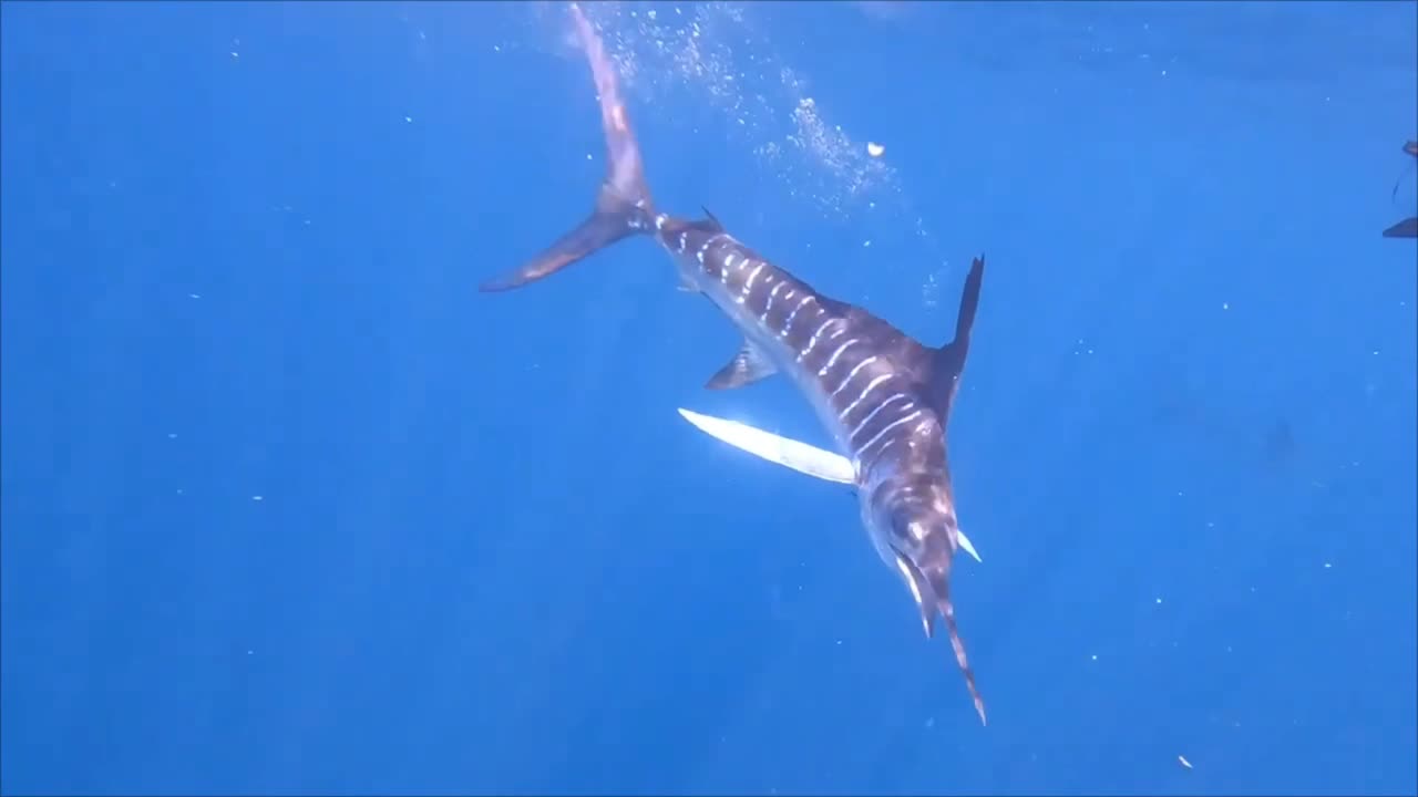 Marlin, sailfish, and sea lions feeding