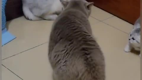 Cat_is_Funny_#shorts yes the best for you (720p)