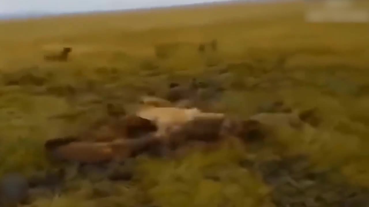 Teasing The Lion, The Hyena Was Suddenly Attacked Tragically And Painfully Disabled