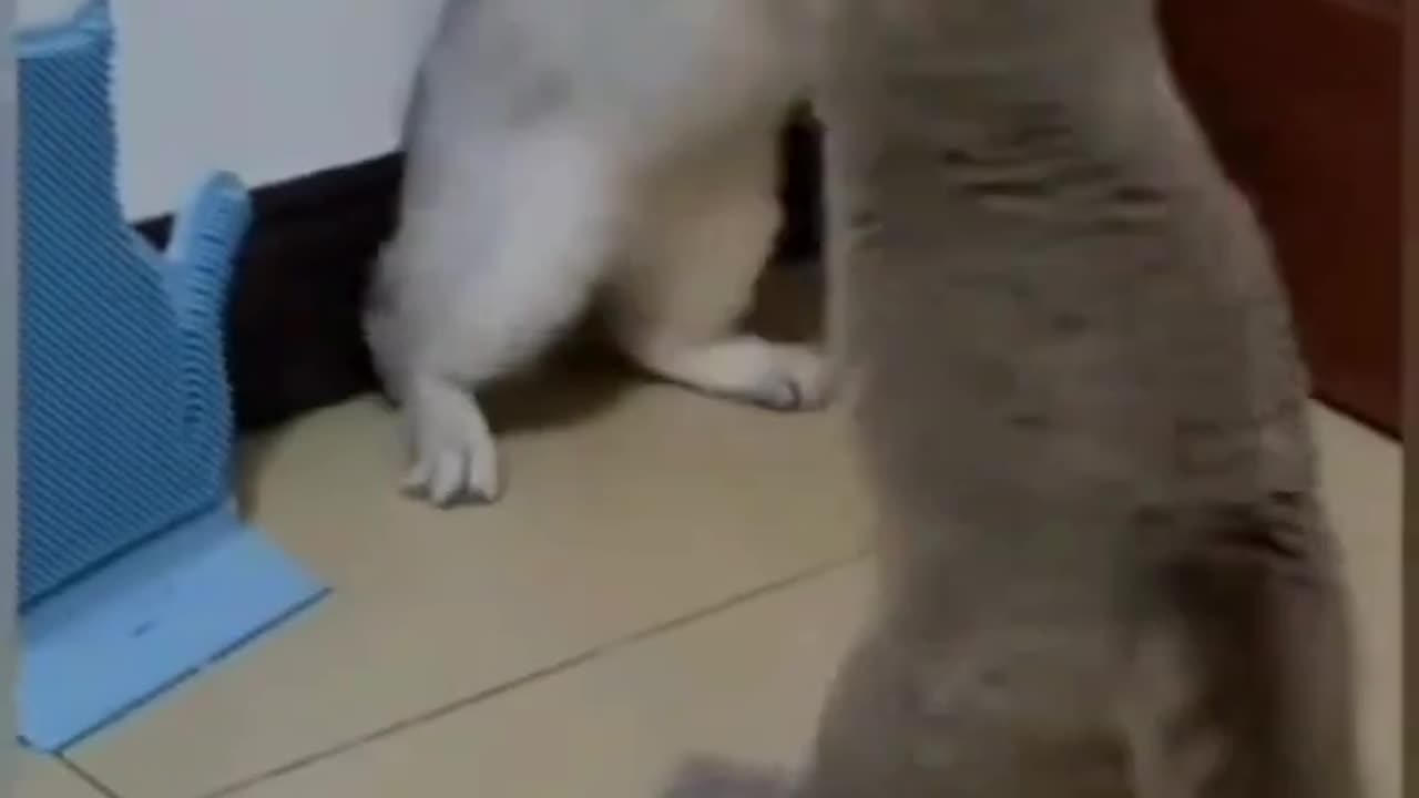 Funny cat fighting