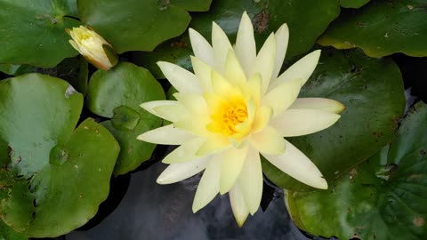 Water Lily