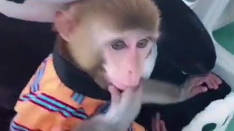 Funny monkey playing