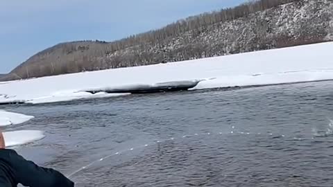 The fish return to the river as adults in order to breed.