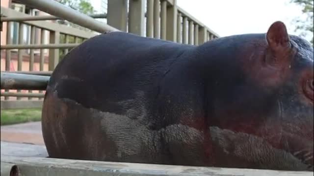A hippopotamus