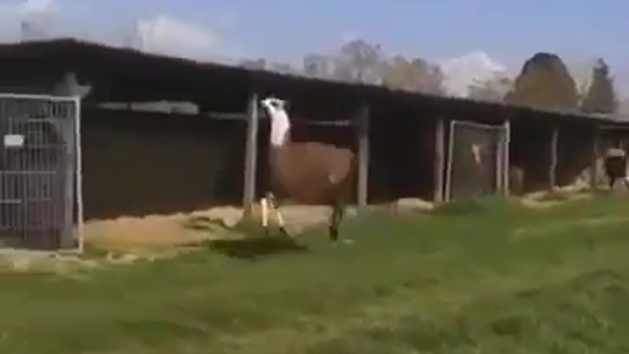 Jumping for Joy: Hilarious Lama Celebrates Life!