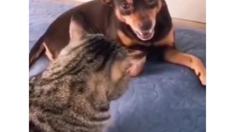 Funny Dog And Cat 🐱 🔥