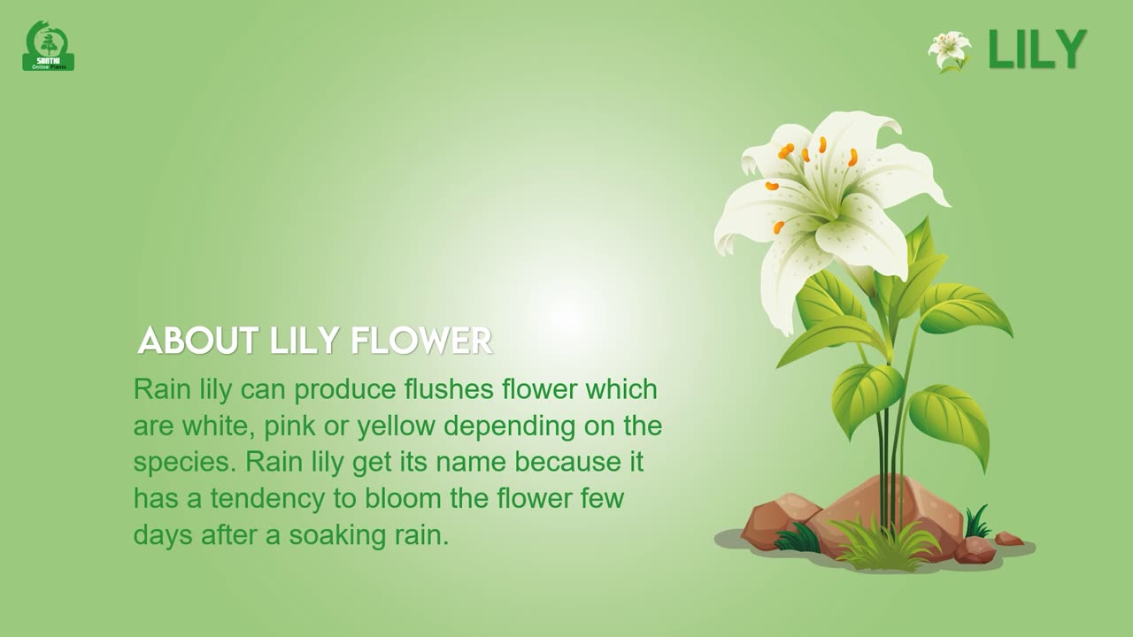 3 white-lily-plant (water lily)