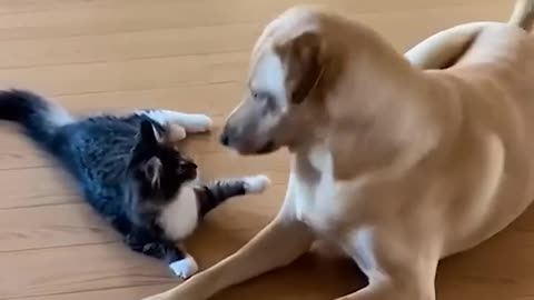 Adorable Kitten _ Dog Wrestle_(720P_HD) dog 🐕 and 🐈 funny video