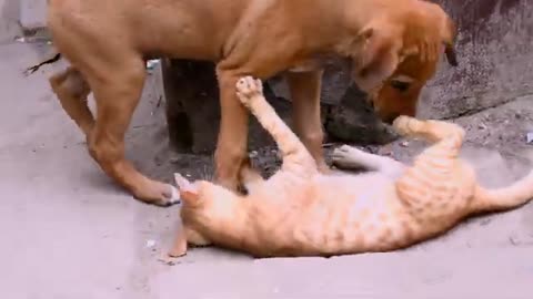 Cat 🐈& dog 🐕 fight 🤣🤣 dog & cat funniest video 😅 funny moments #viral#cat#dog#funnyvideo