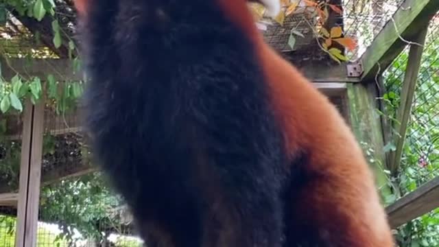 Let's go Red Panda