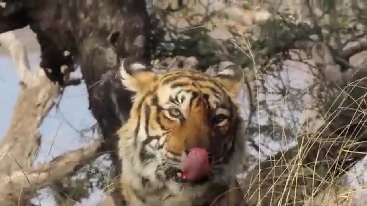 Tiger vs Tiger fighting after mating T120 and T19 at Ranthambore National Park