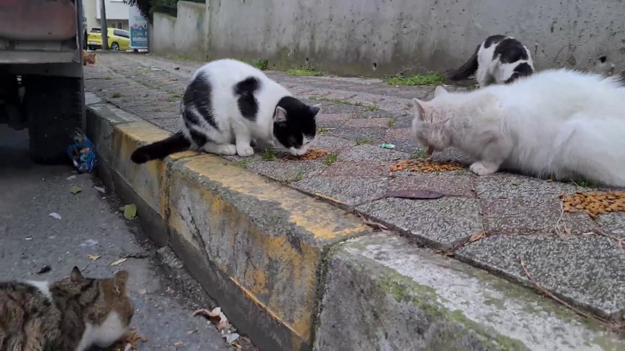 Very Cute White Stray Cat