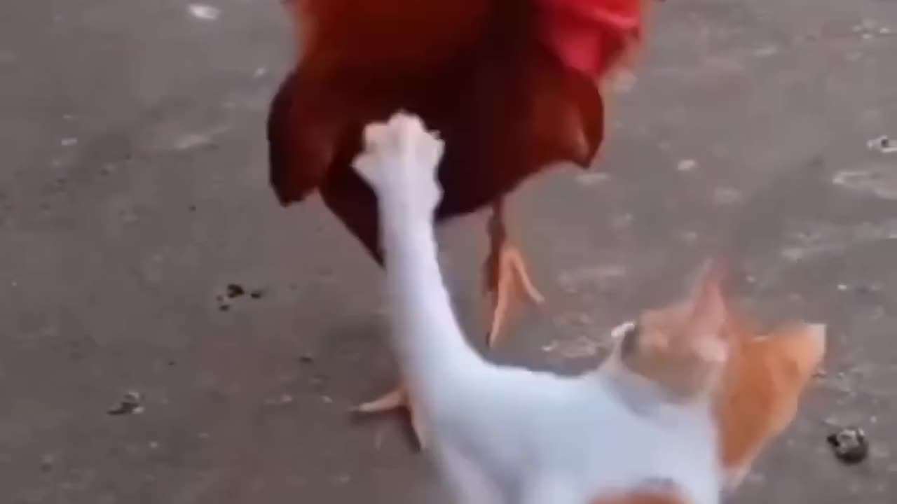 Cat vs Chiken fight🤣