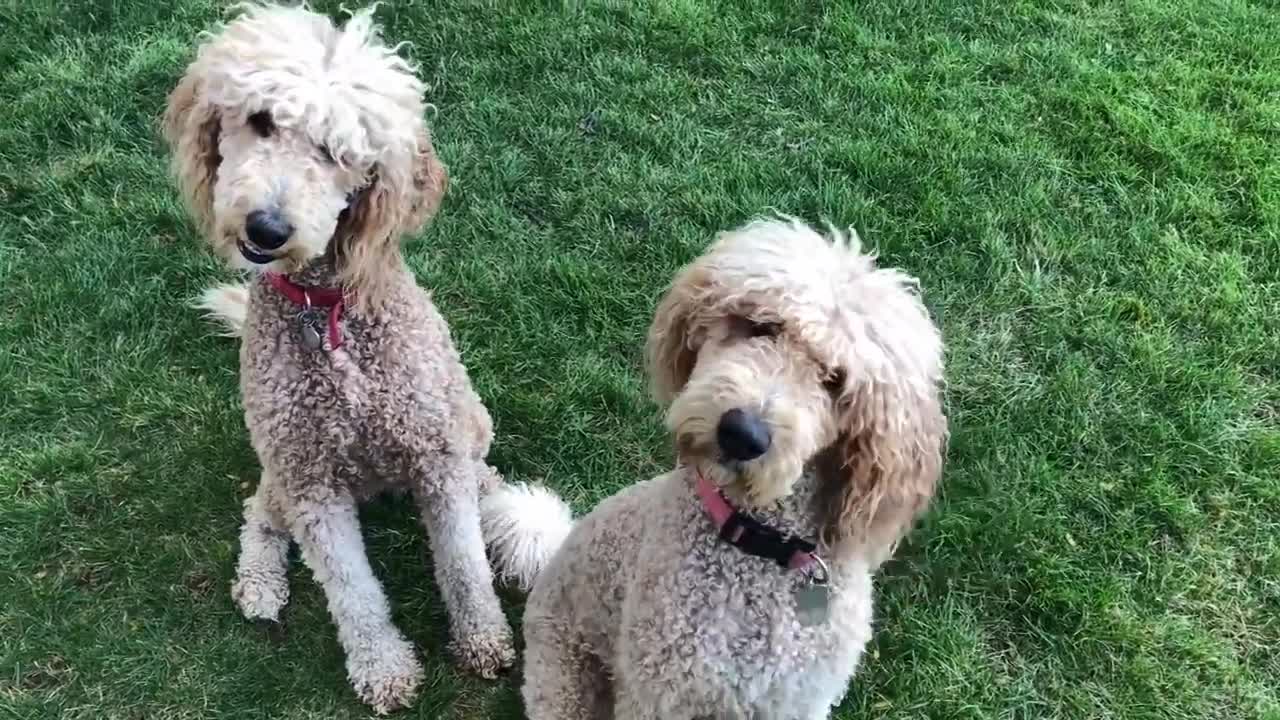 Ultimate Animal Reactions & Bloopers