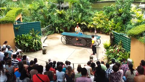 Malaysia Zoo Bird talent Show