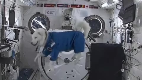 Dog in space