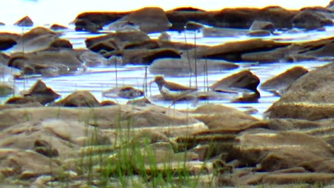 Sandpiper